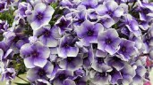 Phlox paniculata Alexei Lensky (5)